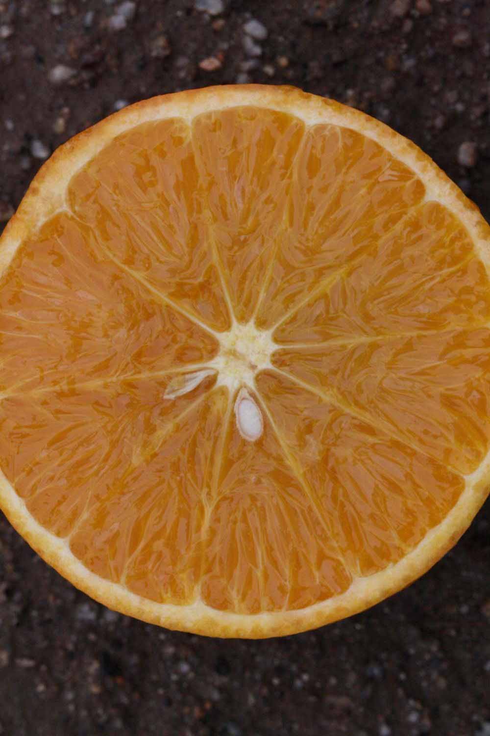            Fruit cross-section (Riverside, CA)   